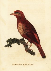 Guianan red cotinga, Phoenix slakter