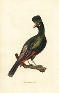 Guinea turaco eller grønn turaco, Tauraco persa