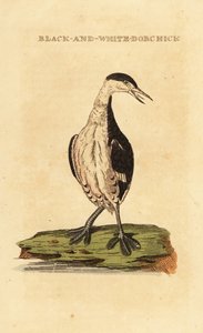 Horndykker, ung, Podiceps auritus av George (after) Edwards