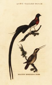 Langhaleparadis whydah, Vidua paradisaea og rødbrun kolibri, Selasphorus rufus av George (after) Edwards