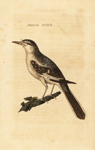 Nordlig spottfugl, Mimus polyglottos