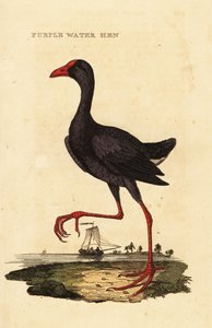 Lilla sumphen, Porphyrio porphyrio av George (after) Edwards
