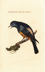 Sølvbrystet Tanager, Tangara Valley av George (after) Edwards