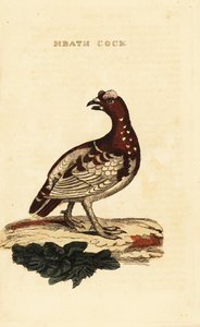 Gran rype, Falcipennis canadensis canace av George (after) Edwards
