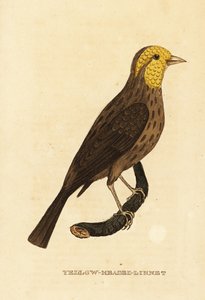 Gul grobeak, Pheucticus chrysopeplus av George (after) Edwards