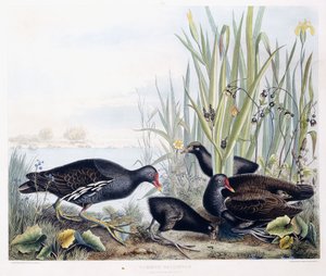 Common Gallinule (Moorhen) (hann, kvinne og ung), ca. 1841 (håndfarget gravering) av George (after) Shield