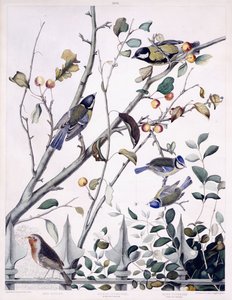 Red Breast (Robin), Great Titmouse (Male and Female) and Blue Titmouse (Male and Female), c.1841 (hand-coloured engraving)   1417781   no       norwegian Successfully Translated  Original: Sheet 3: Trophies of war, from The Triumph of Julius Caesar, 1599., av George (after) Shield