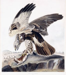 Rough Legged Buzzard (kvinne), ca. 1841 (håndfarget gravering) av George (after) Shield