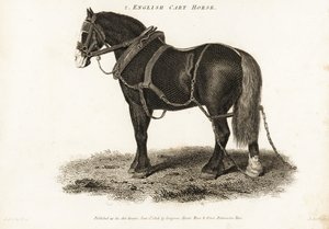 English Cart Horse eller Shire trekkhest.