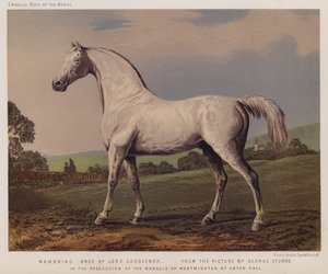 Nambrino, oppdrettet av Lord Grosvenor, i besittelse av markisen av Westminster, i Eaton Hall (farge litho)
