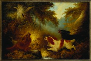 Spaniels setter opp en fasan