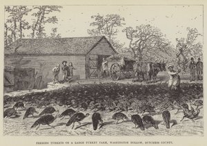 Mate kalkuner på en stor kalkunfarm, Washington Hollow, Dutchess County av George Augustus Sala
