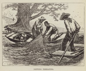 Netting terrapins av George Augustus Sala