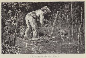 På en skilpaddefarm, nær Annapolis av George Augustus Sala