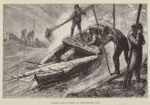 Raking for østers i Chesapeake Bay av George Augustus Sala