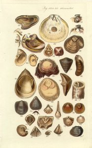 Conchological Manual Plate 11. Østers og andre skjell av George B. Sowerby