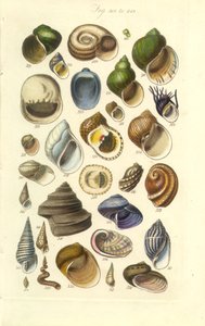 Conchological Manual Plate 15. Fargerike skjell inkludert Abalone-skjell av George B. Sowerby