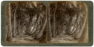 Avenue of coconut palms, Florida, USA, 1891.