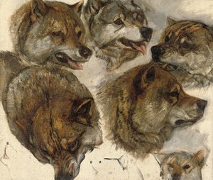 Studier av huskyer" hoder av George Bouverie Goddard