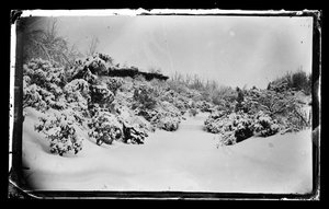 Rose Arbor nedenfra, Prospect Park, Brooklyn, ca. 1872-87 (våtkollosjon negativ)