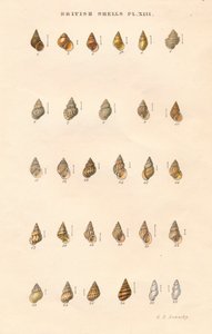 British Shells, c1859. av George Brettingham Sowerby