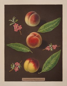 Kansler, Catherine og de gamle Newington-ferskene (farge litho)