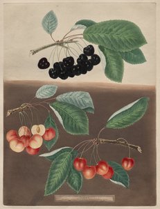 Pomona Britannica: nr. 10 - Kirsebær