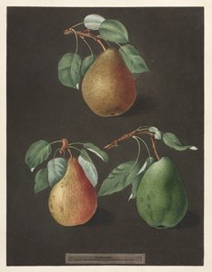 Pomona Britannica: nr. 82 - Pærer