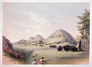 Bisonjakt av George Catlin