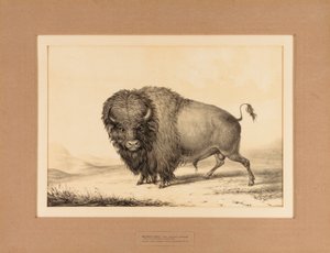  av George Catlin
