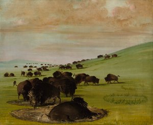 Buffalo Bulls in a Wallow, 1837-1839. av George Catlin