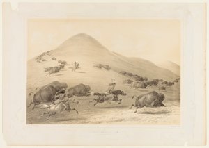  av George Catlin