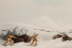 Bøffeljakt på truger