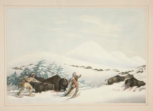 Buffalo Hunt, On Snow Shoes, pl. 15 fra North American Indian Portfolio av George Catlin
