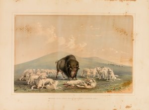  av George Catlin