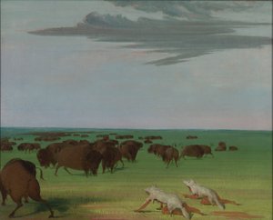  av George Catlin