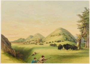 Bøffeljakt, nærmer seg i en kløft av George Catlin