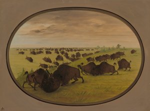 Oksekamp, 18611869. av George Catlin