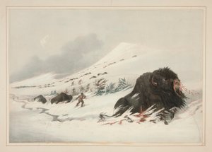 Dying Buffalo Bull, i Snow Drift, pl. 17 fra North American Indian Portfolio av George Catlin
