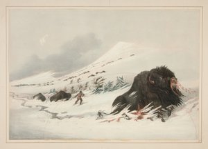 Døende bisonokse i en snøfonn, tavle 17 fra Porteføljen over nordamerikanske indianere av George Catlin