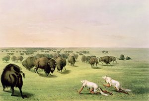 Jakt på bøffel kamuflert med ulveskinn, ca. 1832
