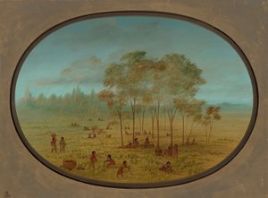 Kiowa-indianere som samler ville druer, 18611869. av George Catlin
