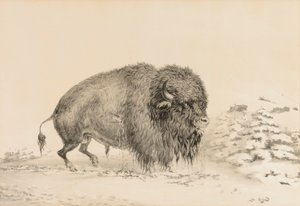  av George Catlin