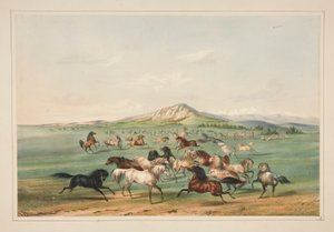 Wild Horses At Play, pl. 3 fra North American Indian Portfolio av George Catlin