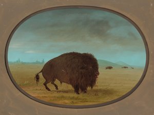 Såret Buffalo Bull, 18611869. av George Catlin