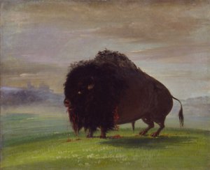  av George Catlin