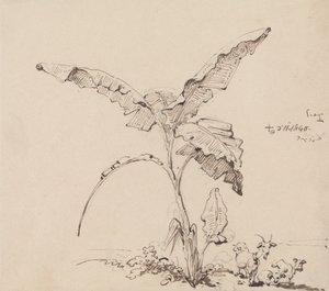 Geiter under et banantre av George Chinnery