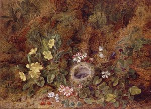 Stilleben med fuglerede og ville blomster