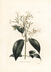 Jasmin (Jasminum paniculatum) - Litografi av George Cooke, for det britiske magasinet Conrad Loddiges Botanical Cabinet (1738-1826) av George Cooke