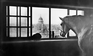 Hest med utsikt over St Paul
